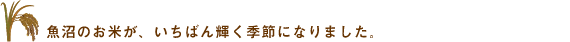 魚沼のお米